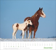 Pferde Bildkalender 2025 - Abbildung 12