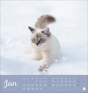 Katzen Postkartenkalender Kleine Tiger 2025 - Abbildung 1