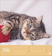 Katzen Postkartenkalender Kleine Tiger 2025 - Abbildung 2