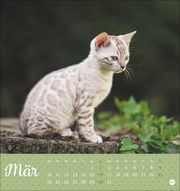 Postkartenkalender Kleine Tiger 2025 - Abbildung 3