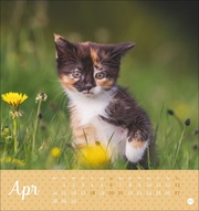 Postkartenkalender Kleine Tiger 2025 - Abbildung 4
