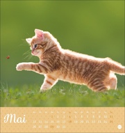 Katzen Postkartenkalender Kleine Tiger 2025 - Abbildung 5