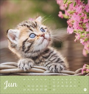 Katzen Postkartenkalender Kleine Tiger 2025 - Abbildung 6