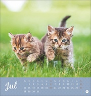 Postkartenkalender Kleine Tiger 2025 - Abbildung 7