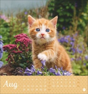 Katzen Postkartenkalender Kleine Tiger 2025 - Abbildung 8