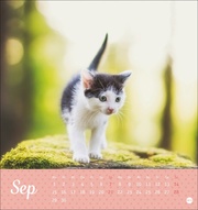 Postkartenkalender Kleine Tiger 2025 - Abbildung 9