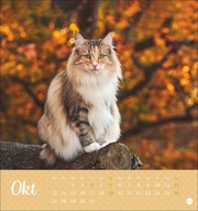 Katzen Postkartenkalender Kleine Tiger 2025 - Abbildung 10