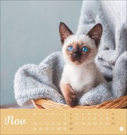 Postkartenkalender Kleine Tiger 2025 - Abbildung 11
