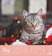 Katzen Postkartenkalender Kleine Tiger 2025 - Abbildung 12
