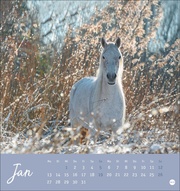 Pferde Postkartenkalender 2025 - Starke Freunde - Abbildung 1