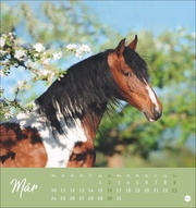 Pferde Postkartenkalender 2025 - Starke Freunde - Abbildung 3