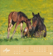 Pferde Postkartenkalender 2025 - Starke Freunde - Abbildung 4