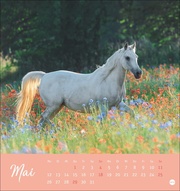 Pferde Postkartenkalender 2025 - Starke Freunde - Abbildung 5