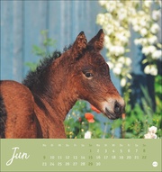Pferde Postkartenkalender 2025 - Starke Freunde - Abbildung 6