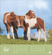 Pferde Postkartenkalender 2025 - Starke Freunde - Abbildung 9
