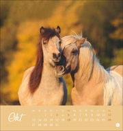 Pferde Postkartenkalender 2025 - Starke Freunde - Abbildung 10