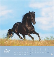 Pferde Postkartenkalender 2025 - Starke Freunde - Abbildung 11