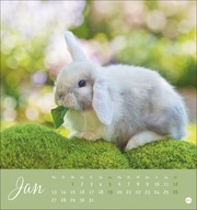 Süße Kaninchen Postkartenkalender 2025 - Abbildung 1
