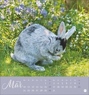 Süße Kaninchen Postkartenkalender 2025 - Abbildung 3