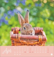 Süße Kaninchen Postkartenkalender 2025 - Abbildung 4