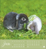 Süße Kaninchen Postkartenkalender 2025 - Abbildung 6