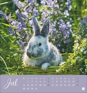 Süße Kaninchen Postkartenkalender 2025 - Abbildung 7