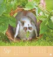Süße Kaninchen Postkartenkalender 2025 - Abbildung 9