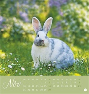 Süße Kaninchen Postkartenkalender 2025 - Abbildung 11