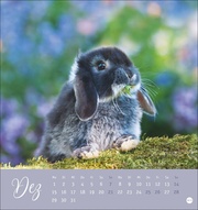 Süße Kaninchen Postkartenkalender 2025 - Abbildung 12