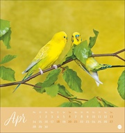 Freche Wellensittiche Postkartenkalender 2025 - Abbildung 4