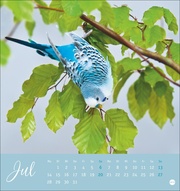 Freche Wellensittiche Postkartenkalender 2025 - Abbildung 7