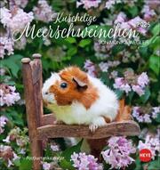 Kuschelige Meerschweinchen Postkartenkalender 2025 - Cover