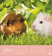 Kuschelige Meerschweinchen Postkartenkalender 2025 - Abbildung 1