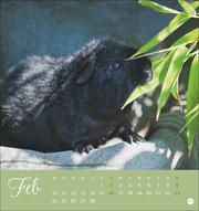 Kuschelige Meerschweinchen Postkartenkalender 2025 - Abbildung 2