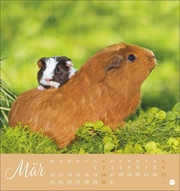 Kuschelige Meerschweinchen Postkartenkalender 2025 - Abbildung 3