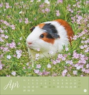 Kuschelige Meerschweinchen Postkartenkalender 2025 - Abbildung 4