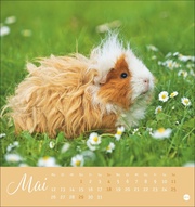 Kuschelige Meerschweinchen Postkartenkalender 2025 - Abbildung 5