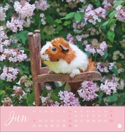 Kuschelige Meerschweinchen Postkartenkalender 2025 - Abbildung 6
