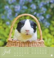 Kuschelige Meerschweinchen Postkartenkalender 2025 - Abbildung 7