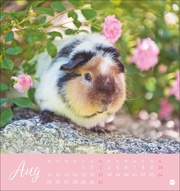 Kuschelige Meerschweinchen Postkartenkalender 2025 - Abbildung 8