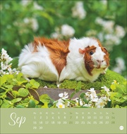 Kuschelige Meerschweinchen Postkartenkalender 2025 - Abbildung 9