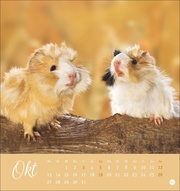 Kuschelige Meerschweinchen Postkartenkalender 2025 - Abbildung 10