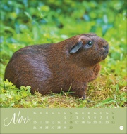 Kuschelige Meerschweinchen Postkartenkalender 2025 - Abbildung 11