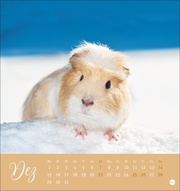 Kuschelige Meerschweinchen Postkartenkalender 2025 - Abbildung 12