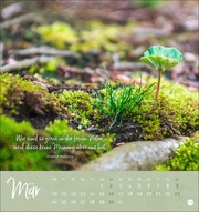 Unser Wald Postkartenkalender 2025 - Abbildung 3