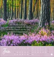 Unser Wald Postkartenkalender 2025 - Abbildung 6