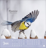 Vögel in unseren Gärten Postkartenkalender 2025 - Abbildung 1