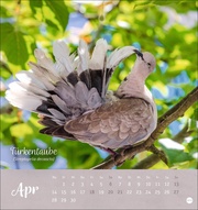 Vögel in unseren Gärten Postkartenkalender 2025 - Abbildung 4