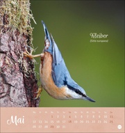 Vögel in unseren Gärten Postkartenkalender 2025 - Abbildung 5