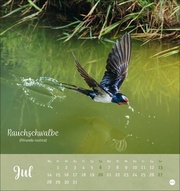 Vögel in unseren Gärten Postkartenkalender 2025 - Abbildung 7